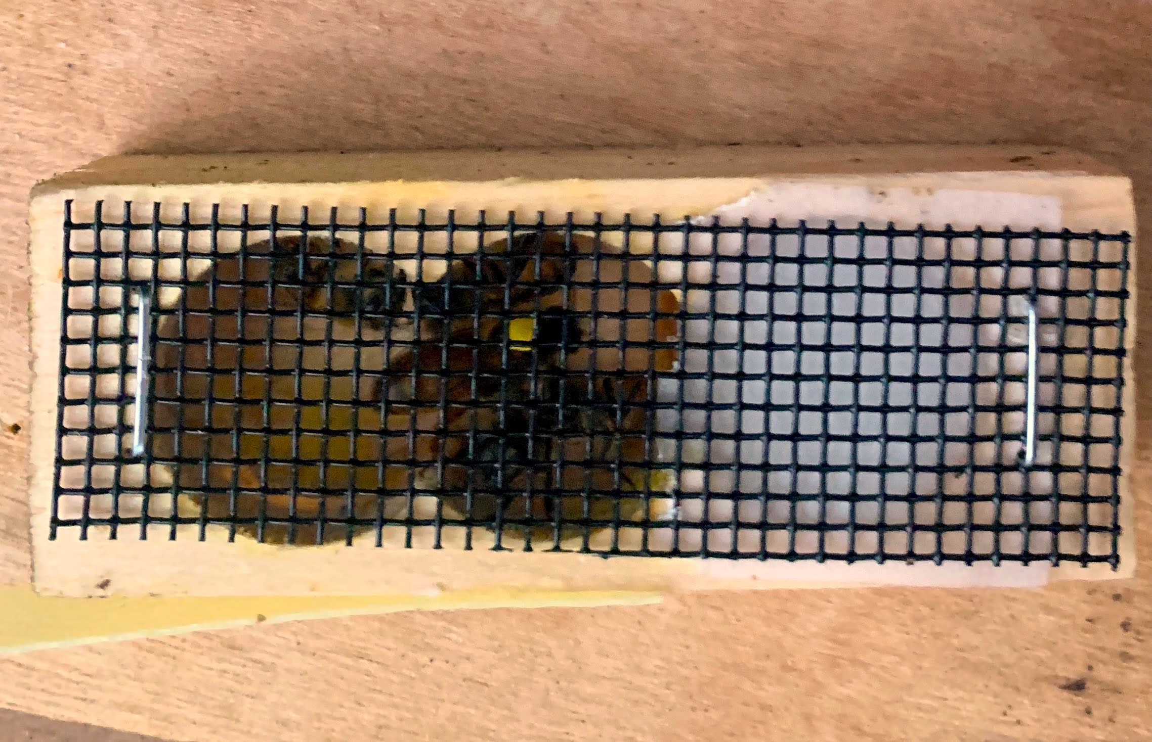 Honey Bees